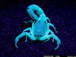 Animales que brillan en la oscuridad - 2. Escorpión