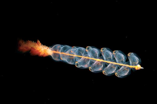Animales que brillan en la oscuridad - 8. Sifonosforos