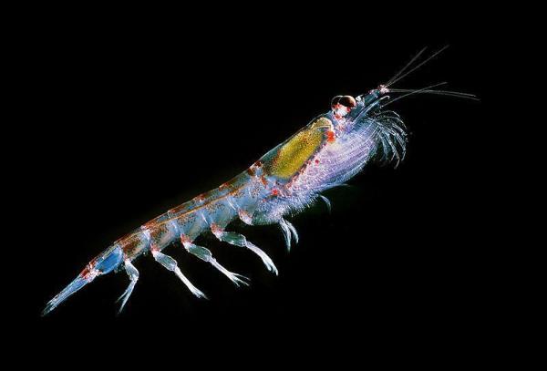Animales que brillan en la oscuridad - 5. Krill antártico