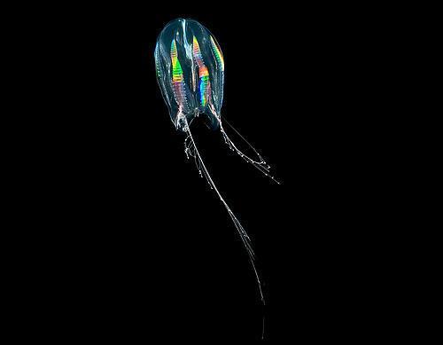 Animales que brillan en la oscuridad - 7. Peine de gelatina