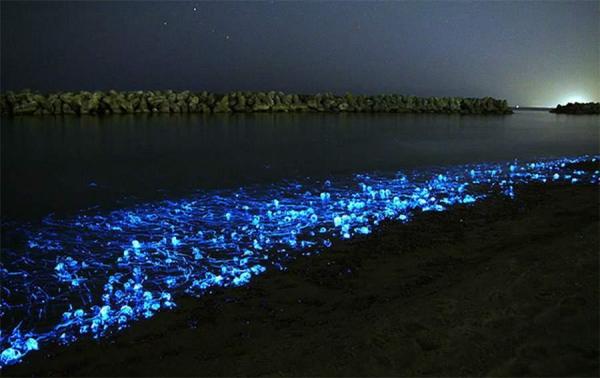 Animales que brillan en la oscuridad - 4. Calamar luciérnaga