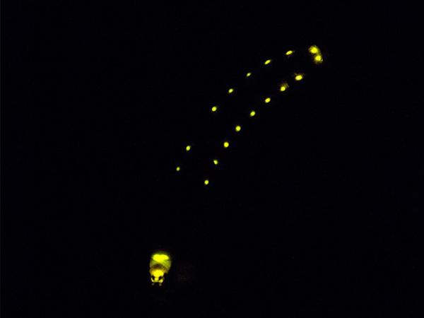 Animales que brillan en la oscuridad - 9. Gusano de ferrocarril