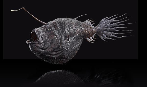 ¿Qué son los peces abisales? - ¿Qué peces viven en la zona abisal?