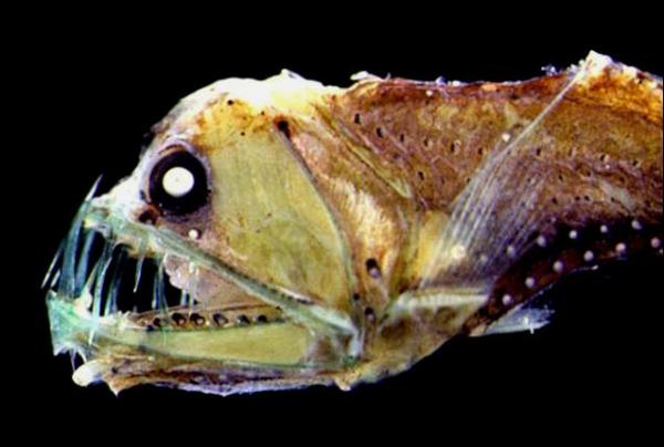 ¿Qué son los peces abisales? -