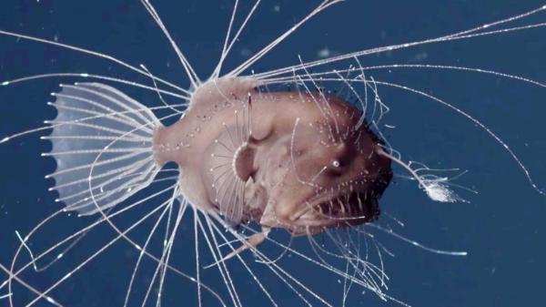 ¿Qué son los peces abisales? -
