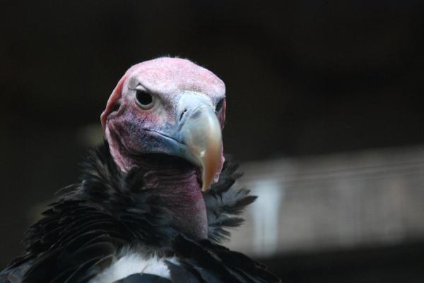¿Existen aves sin plumas? -