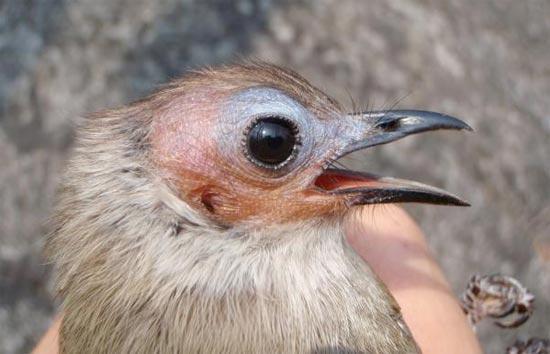 ¿Existen aves sin plumas? -