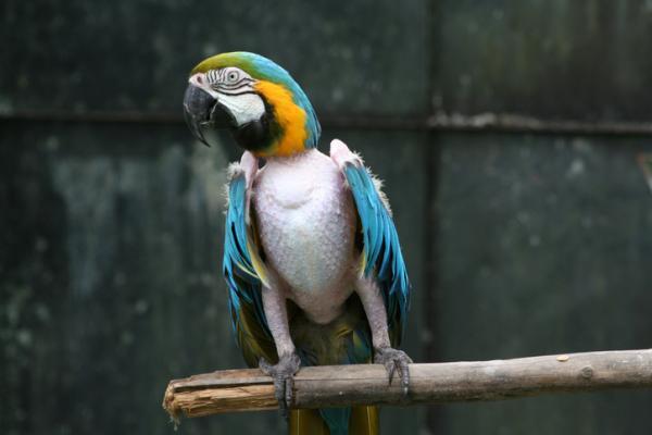 ¿Existen aves sin plumas? - Aves sin plumas por otras causas