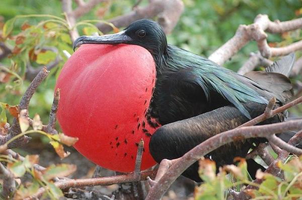 ¿Existen aves sin plumas? -