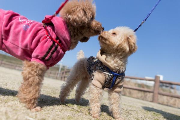 Nombres para Perros de Agua - Nombres para perros de agua hembras