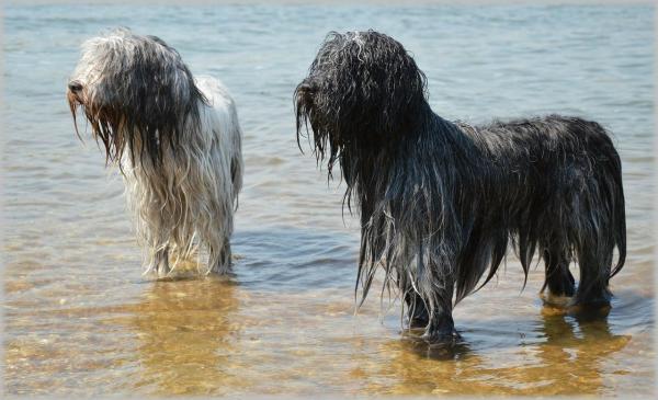 Nombres para Perros de Agua - Nombres para perros de agua machos