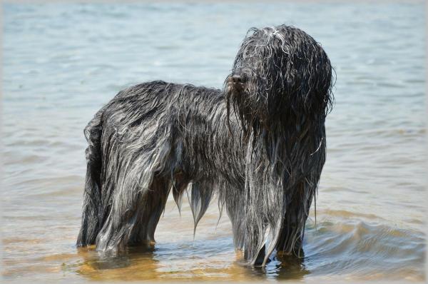 Nombres para perros de agua - ¿Has encontrado un nombre para tu mascota?