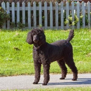 Nombres Para Perros De Agua