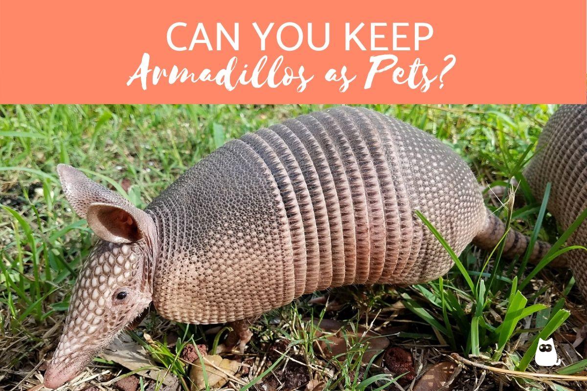 ¿Se Puede Tener Un Armadillo Como Mascota? ¿se Puede Tener Un Armadillo Como Mascota?