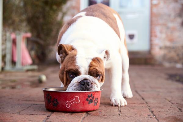 ¿El complejo de vitamina B es bueno para los perros?  - Cómo darle suplementos de vitamina B a un perro