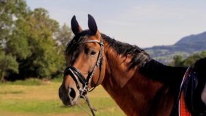 Los Mejores Nombres Para Caballos Y Yeguas