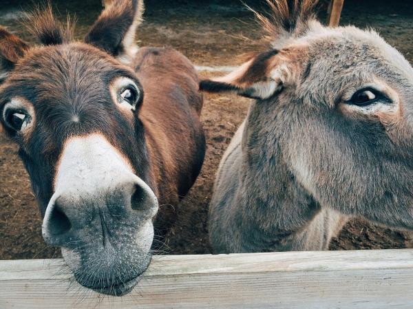 La diferencia entre asno, burro y mula: ¿Qué características y comportamiento tienen estas diferentes razas?