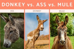 La Diferencia Entre Asno, Burro Y Mula