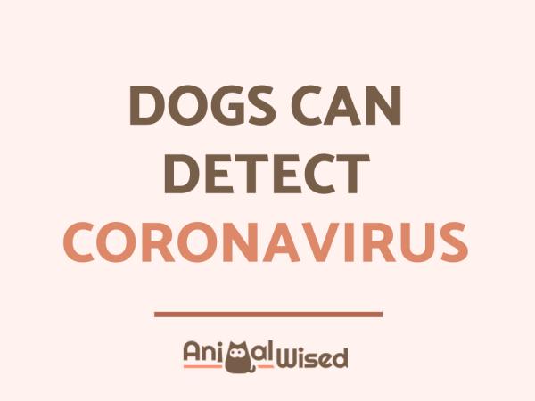 ¿Pueden los perros detectar el COVID-19?  - ¿Pueden los perros detectar el coronavirus?