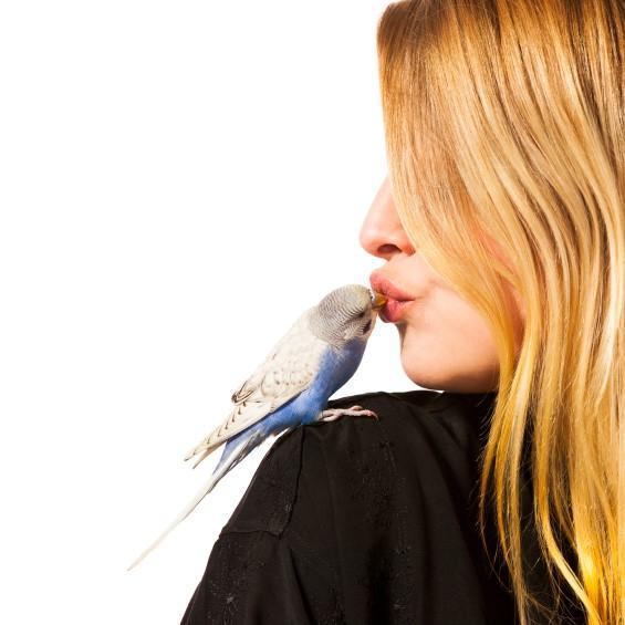 ¿Cuáles Son Los Beneficios De Tener Aves? ¿cuáles Son Los Beneficios De Tener Aves?