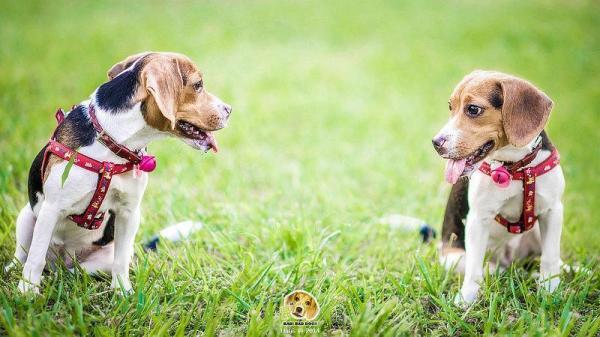 Nombres para Perros Beagle - Nombres para perras Beagle hembra