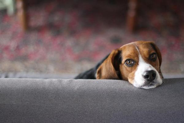 Nombres para Perros Beagle - Nombres para perros Beagle machos