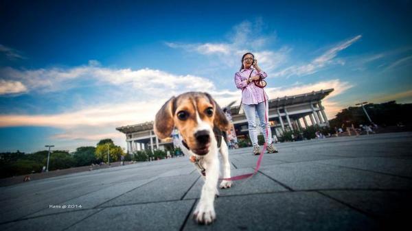 Nombres para Perros Beagle - Cómo elegir un buen nombre para un Beagle