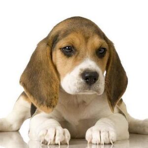 Nombres Para Perros Beagle