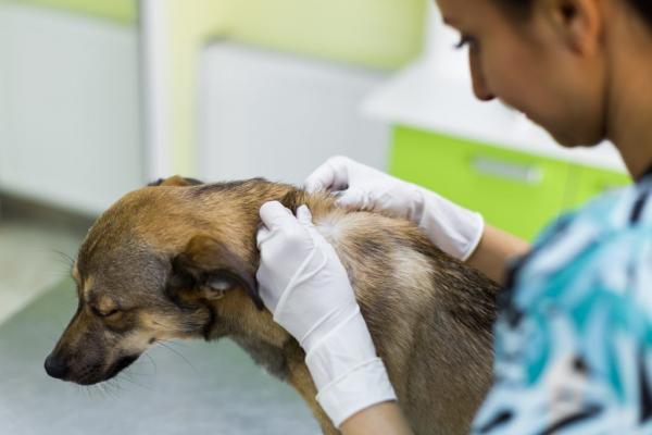Seroma en Perros - Tratamiento Post-Quirúrgico - Tratamiento del seroma canino