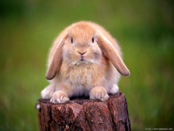 Razas de conejos como mascota con fotos - 4. Lop en miniatura