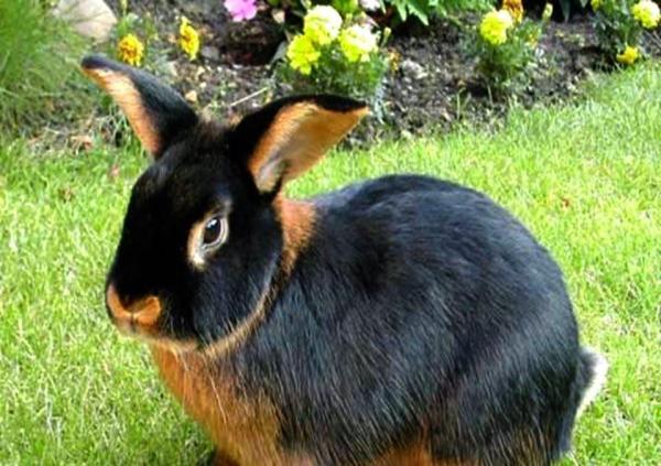 Razas de conejos como mascotas con fotos - 8. Bronceado