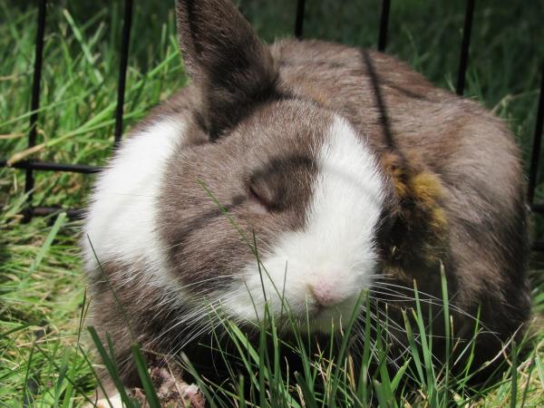 Razas de conejos como mascota con fotos - 6. Enano holandés 