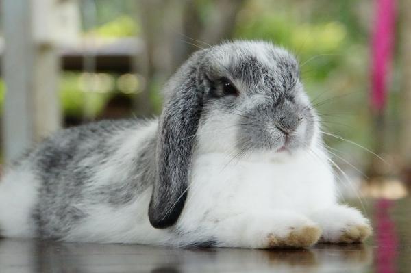 Razas de conejos como mascotas con fotos - 9. Holland Lop