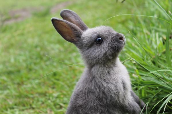 Razas de conejos como mascotas con fotos - 10. Mini Rex