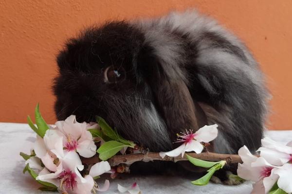 Razas de conejos como mascota con fotos - 13. Lop de cachemira en miniatura