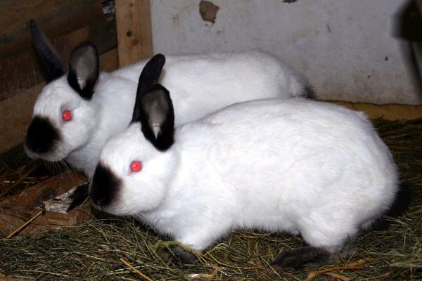 Razas de conejos como mascotas con fotos - 16. Californiano
