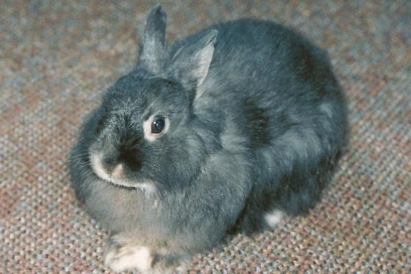 Razas de conejos como mascota con fotos - 22. Jersey Wooly
