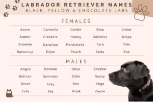 Nombres Para Perros Labradores