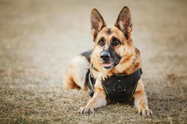 Nombres para perros pastor alemán - Morfología de las hembras de pastor alemán