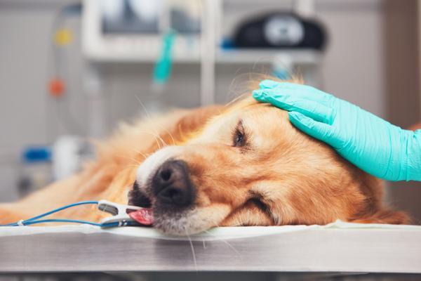 Tratamiento del lipoma en perros - Eliminación del tumor graso - Diagnóstico del lipoma en perros