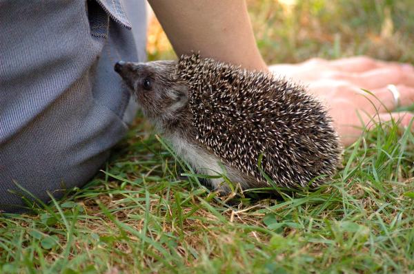 Tener un erizo como mascota: ¿dónde puedo adoptar un erizo?