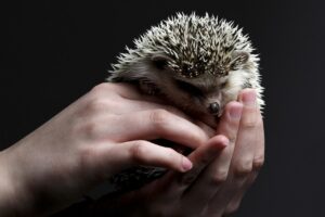 Tener Un Erizo Como Mascota