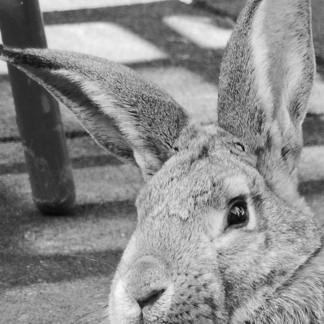 ¿Cuánto Vive Un Conejo Doméstico? ¿cuánto Vive Un Conejo Doméstico?