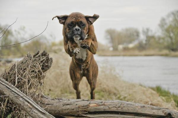 ¿Qué perro coincide con mi personalidad? Extrovertido, juguetón, activo y explorador.