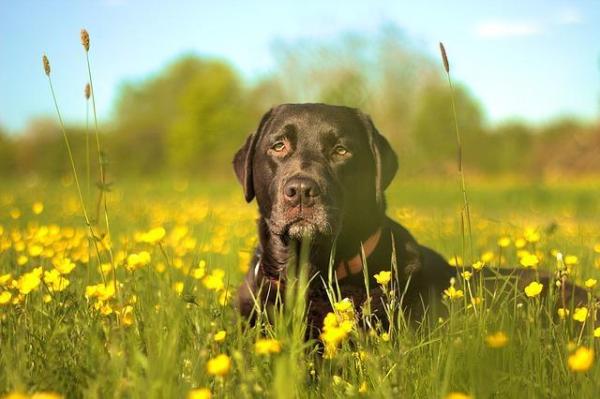 Qué perro coincide con mi personalidad: cariñoso, paternal y protector