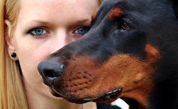 Qué Perro Se Adapta A Mi Personalidad - Alternativo, exigente e intelectual