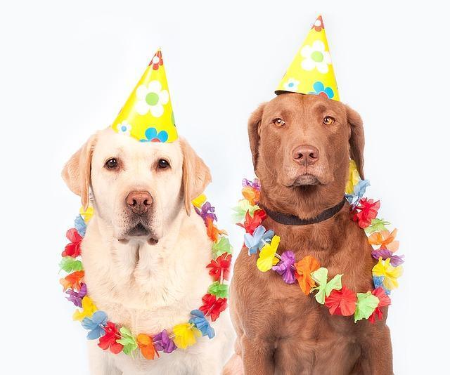 ¿Qué Perro Coincide Con Mi Personalidad? ¿qué Perro Coincide Con Mi Personalidad?