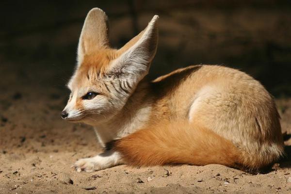 El Zorro Fennec como mascota - La morfología del zorro Fennec