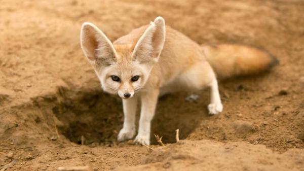 El Zorro Fennec como mascota - Hábitos de comportamiento del zorro Fennec