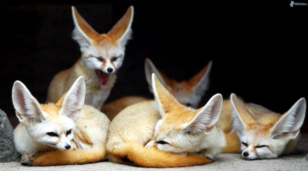 El Zorro Fennec como mascota - Beneficios de tener un zorro Fennec